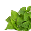 Dondoo ya nettle - Prosteron Muundo 